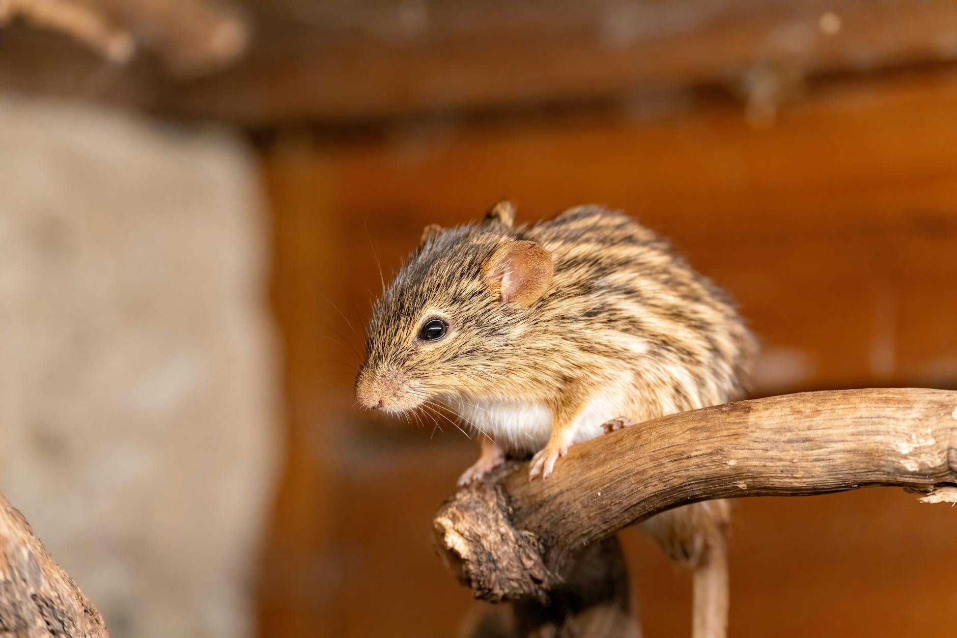 hantavirus rodent public health