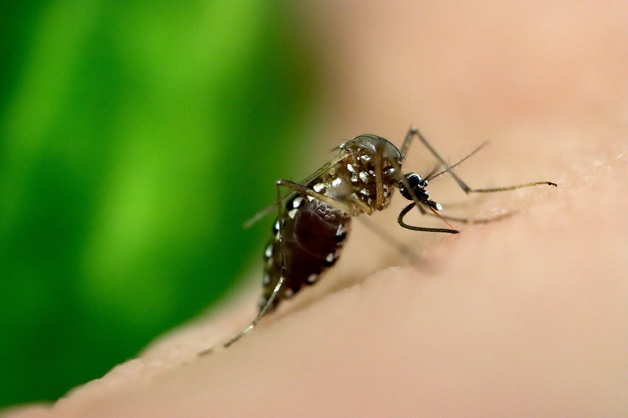 Aedes aegypti mosquito resting on human skin, the primary vector of chikungunya virus