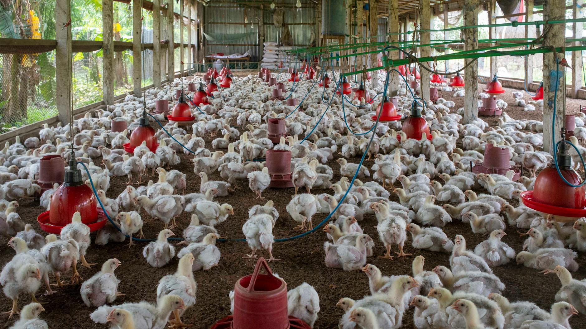 poultry farm biosecurity workers
